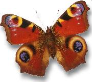 Schmetterling am Rennsteig
